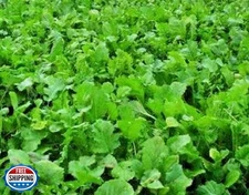 Instant Latch 500 Namenia Turnip Seeds | Non_GMO | Heirloom | Fresh Garden Se