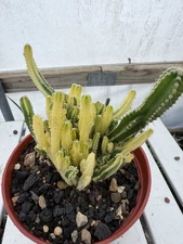 Acanthocereus tetragonus *Fairy Castle Variegate*