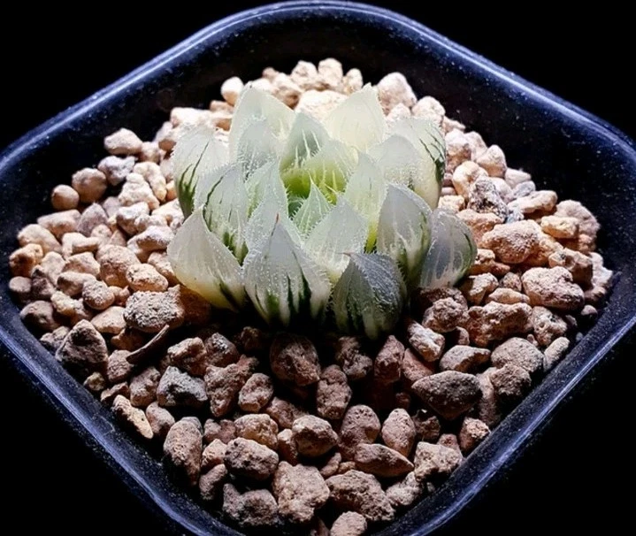 Haworthia Venusta Hybrid Reversed Variegated rare succulent plant