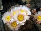 Puna bonnieae, seeds 10 pcs