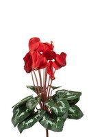 Artplants Kunstblumen Alpenveilchen Veriana Auf Steckstab, Rot, 30Cm