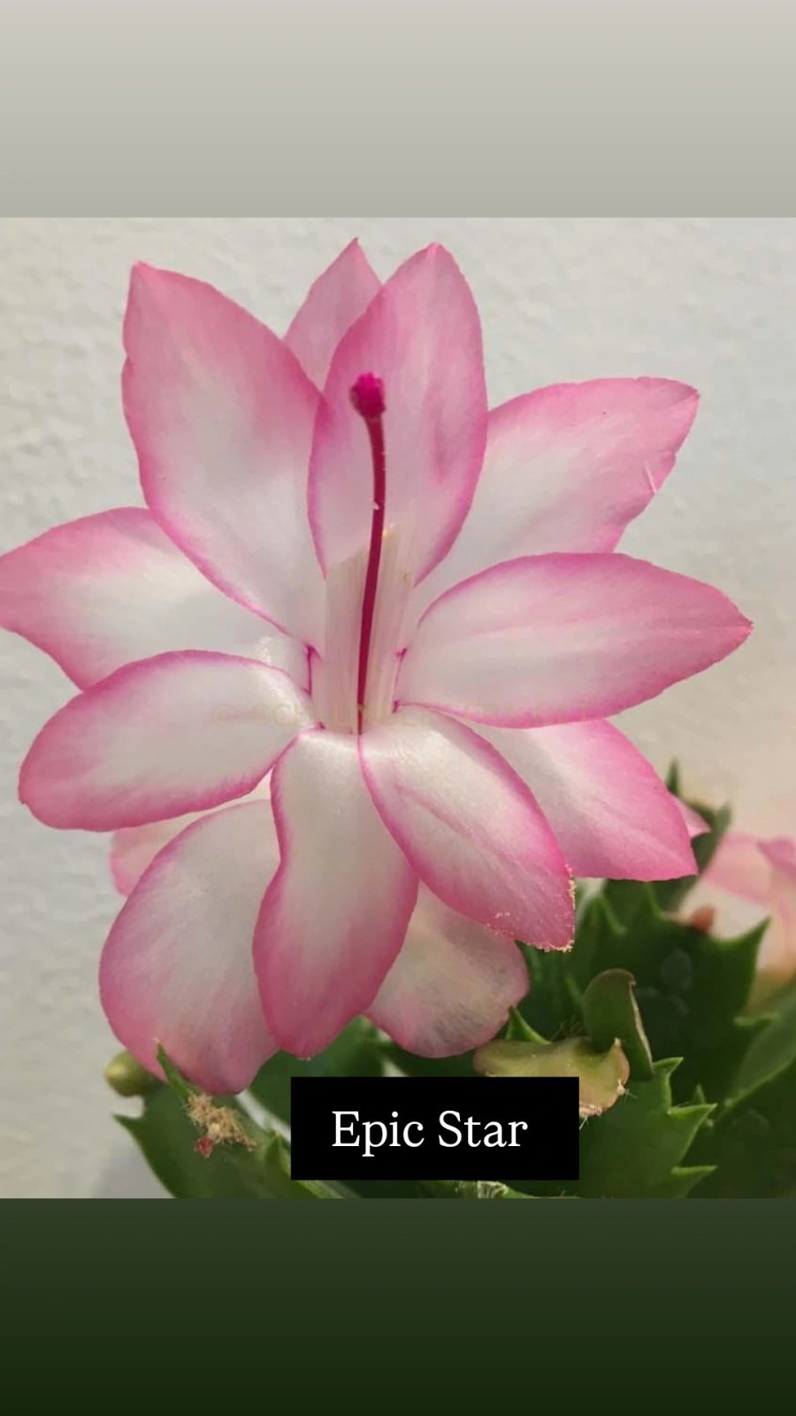 5 CUTTINGS From 5  Different Color NO Roots Thanksgiving/ChristmasCactus Labeled