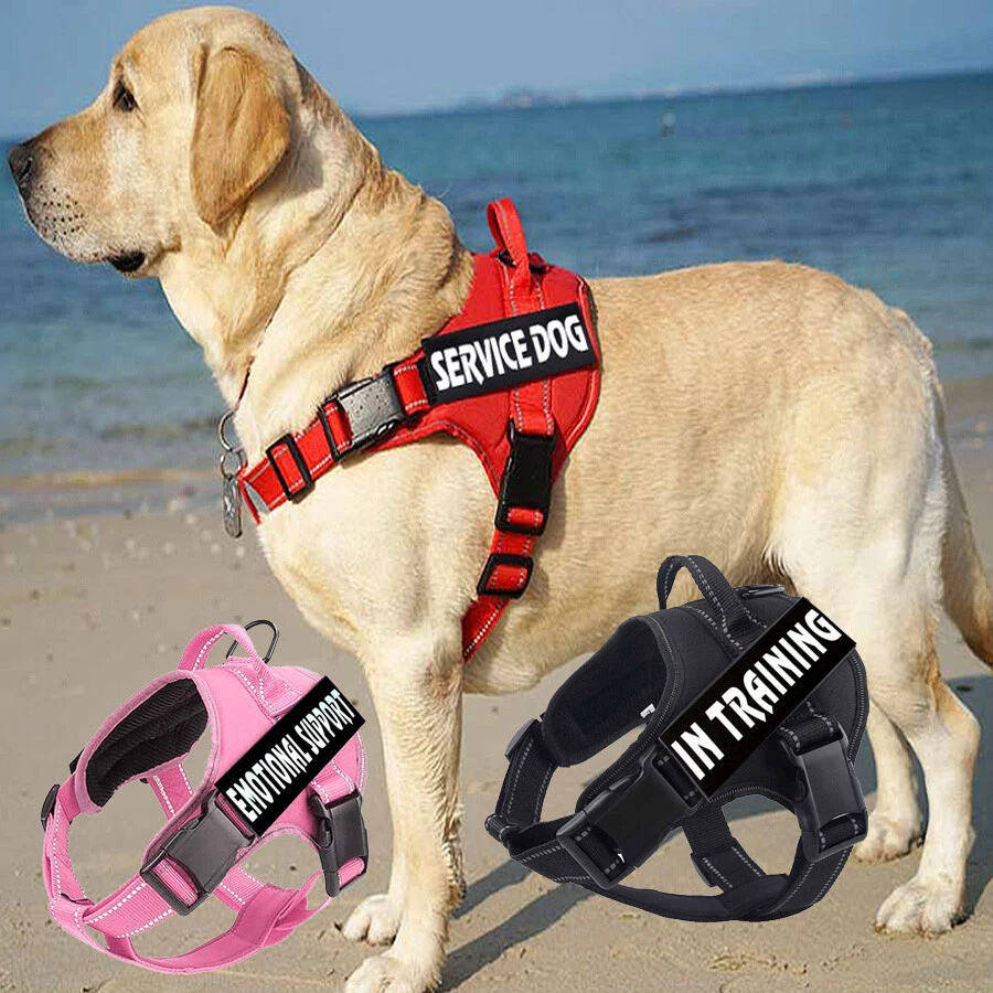Can I Take My Emotional Support Dog To The Beach