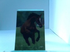 3D Ansichtskarte/Postkarte Verspieltes Perd