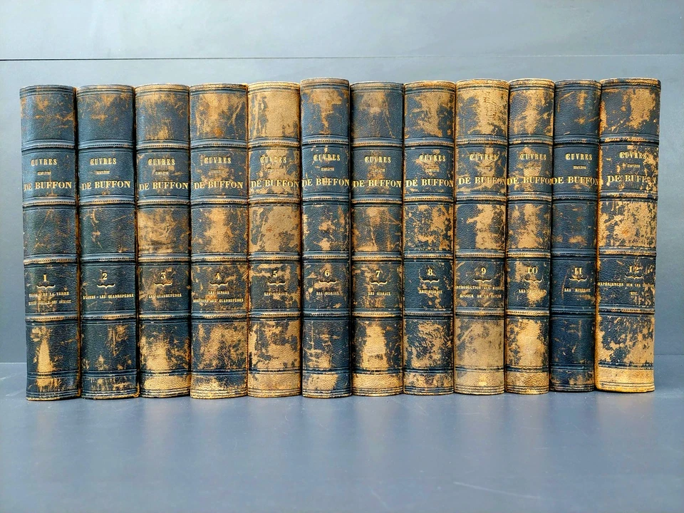 Buffon Oeuvres completes - 12 Bde Tiere Zoologie Ornithologie Stahlstiche - 1853 - Bild 1 von 4
