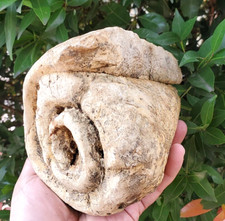 2287 Gr AMAZING RARE!! Sea Shell GIANT Gastropod Fossil  Indonesia 2287 gr