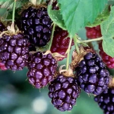 2 - BOYSENBERRY Live Thornless Plants  /  1 - 2 yr Old Pruned Ready for Planting