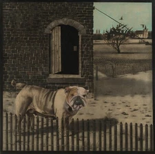 Antonio Seguí Art Poster or Canvas Print "BULLDOG IN SAN VINCENTE"