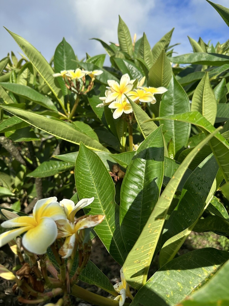 Yellow Plumeria Fresh Starter Cutting Single Head 10inch Unrooted