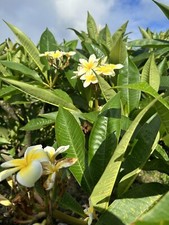 Yellow Plumeria Fresh Starter Cutting Single Head 10inch Unrooted x3