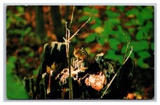 Tupper Lake, NY New York, Blue Jay Campsite Squirrel Chrome Postcard Posted 1982