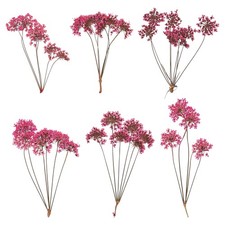 6 Pcs Lace Natural Real Pressed Dried Flower for Art Craft DIY, Rose Red