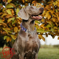 Purple XL Flowers Reflective Martingale Dog Collar Chain