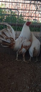 Pumkin Hulsey Chicken 6 Hatching Eggs