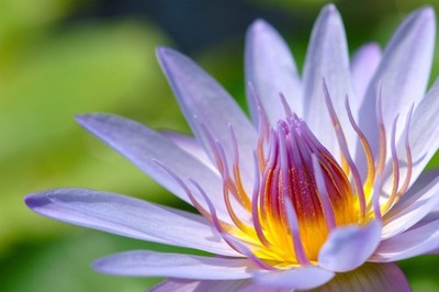 3 Organic Mixed Colors LOTUS Nelumbo Nucifera Pond Water Lily Lilypad Blue Red F