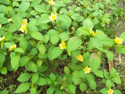 Organic Sida acuta Rhombifol Dried Leaves Ceylon Premium A Grade Quality Tea