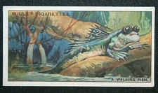 MUD-SKIPPER  Tropical Mangrove Fish   Vintage 1920's Wildlife Card  KE07M