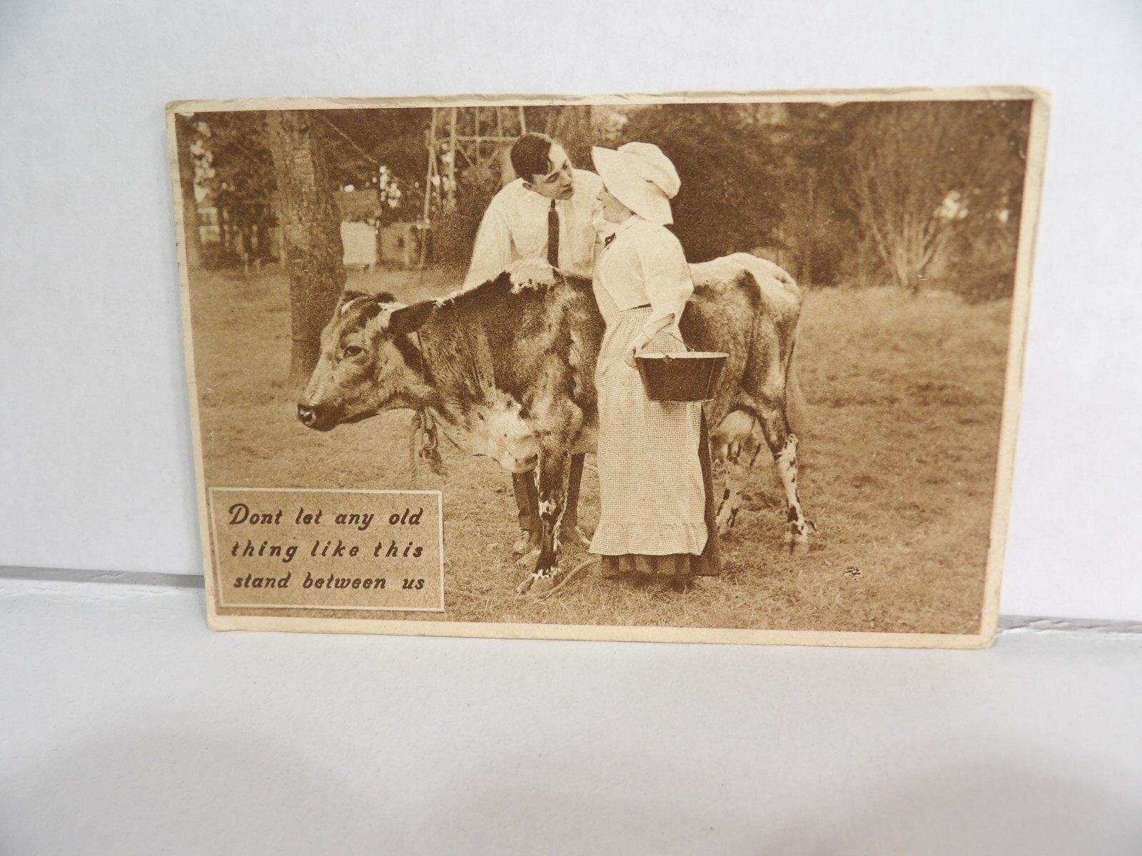 Guernsey Dairy Cow Romantic 1911 Vintage Postcard | eBay