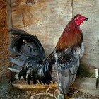 12+ Mountain Side Blue Chicken Hatching Eggs  — photo 1