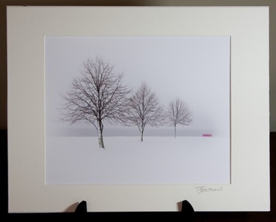 Three Trees in Bridgeport. Winter in Seaside Park.