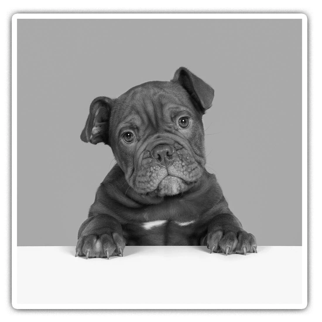 2 x Square Stickers 10 cm Cute Old English Bulldog Puppy Dog