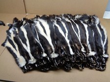 Professionally Tanned 1 XL prime striped skunk hide/skin/fur/gag gift/prank