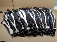 Professionally Tanned #1 XL prime striped skunk hide/skin/fur/gag gift/prank
