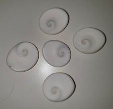 GOMATI CAKRAS X 5 PUJA GOOD LUCK AUSPICIOUS ITEM