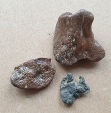 Knochen von Dinosauriern - Kreide - Utah - aus alter Sammlung