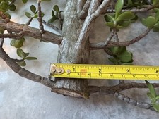 Sold  1.5  thick stem portulacaria afra cutting for bonsai bushy stems