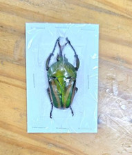 Eudicella for collectors | rare Cetoniidae