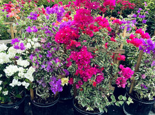30" Bougainvillea Live Plant Well Established Tropical w/Wood Trellis Included