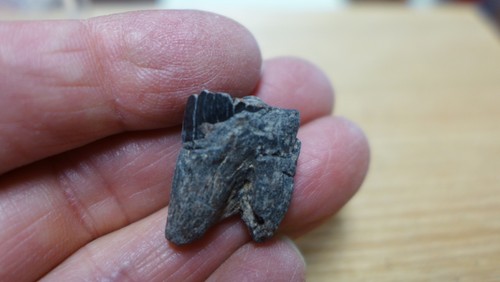 GEOLOGICAL ENTERPRISES Pleistoce fossil Llama tooth Palaeolama mirifica Florida - Picture 2 of 5