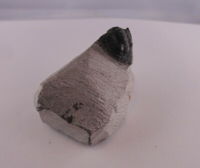 Trilobit Gerastos Fossil Marokko Gliederfüßer Fossilien Trilobite