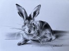 ORIGINAL “Rabbit Sketch” Artist Nat  Hodson 2025 Charcoal 8”x11.5”  NOT AN ACEO — photo 8