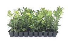 Ilex Nellie Holly | 40 Live 2 Inch Plants |