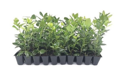 Ilex Nellie Holly | 40 Live 2 Inch Plants | Ilex stevensii | Evergreen Privacy