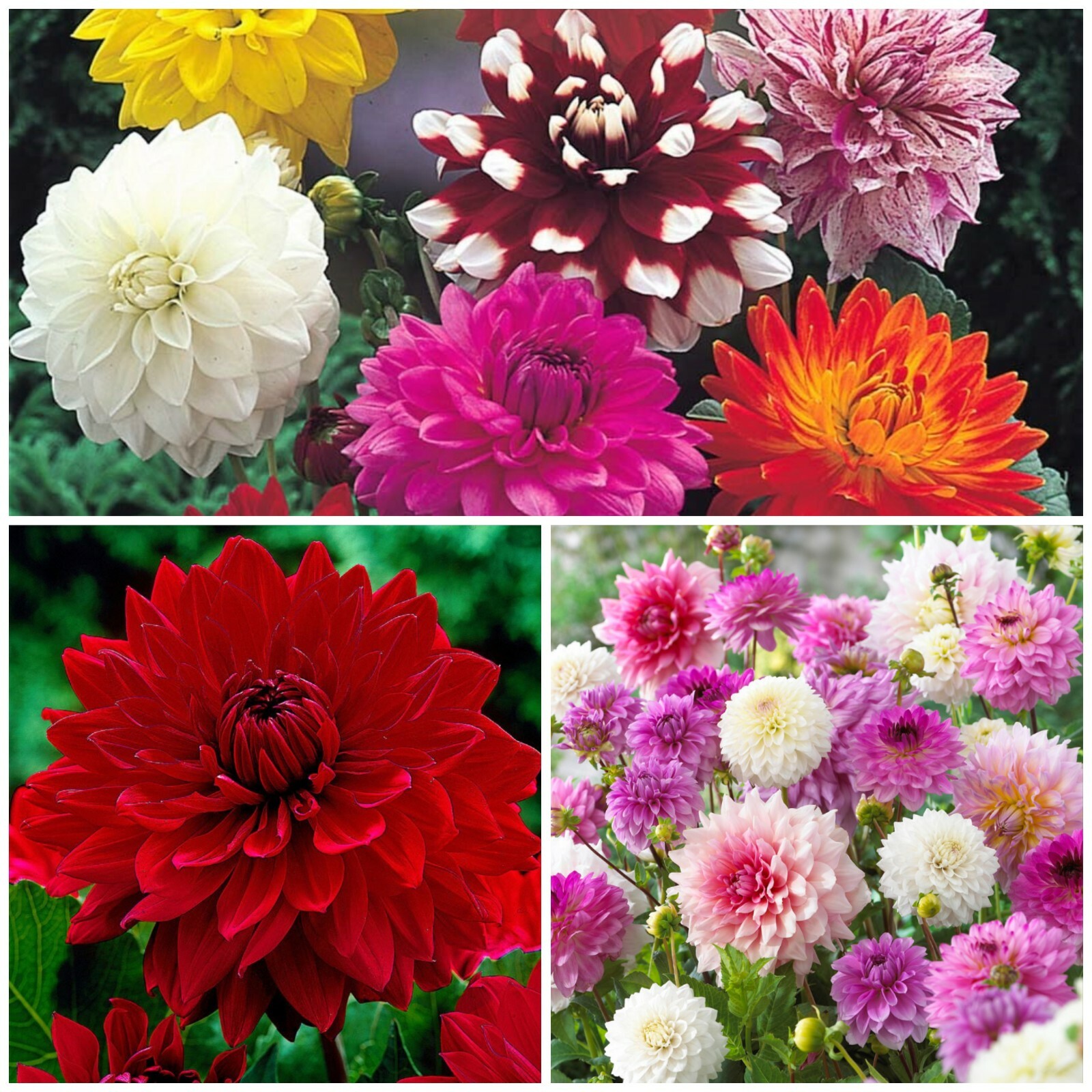 Mixed Dahlias x 10 Tubers Grade l Tuber Pretty Mixed Summer Flowers Easy To Grow