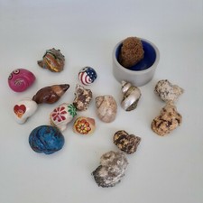 15 Hermit Crab Changing Shell Deluxe Set Drinking Water Turbo Shells Various