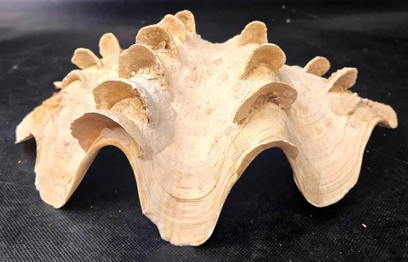 Large Vintage Fluted Giant Clam Shell (Tridacna Squamosa) 12inx8in