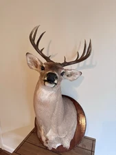 Deer Head Wall Mount With Wooden Base