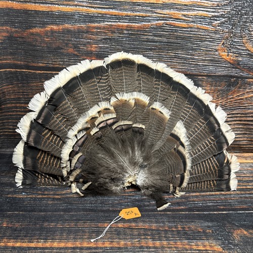 Real Wild turkey Tail feathers plume art fan Bustle Fly Tying Craft Mount Voodoo