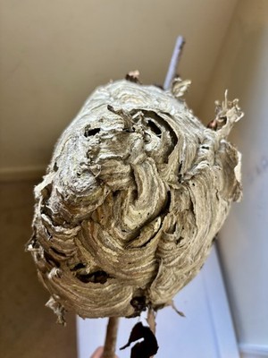Beautiful Bald Faced hornets nest Naturally Made In The Wild Of Virginia State