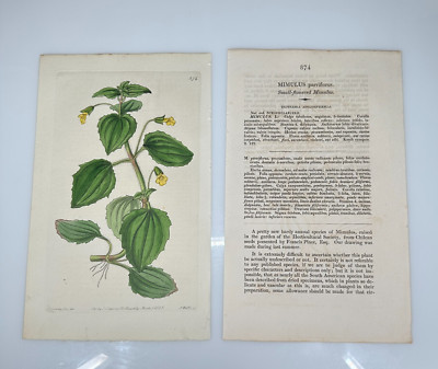 1825 Lindley Ridgway Botanical #874 Mimulus Parviflorus Small Flowered