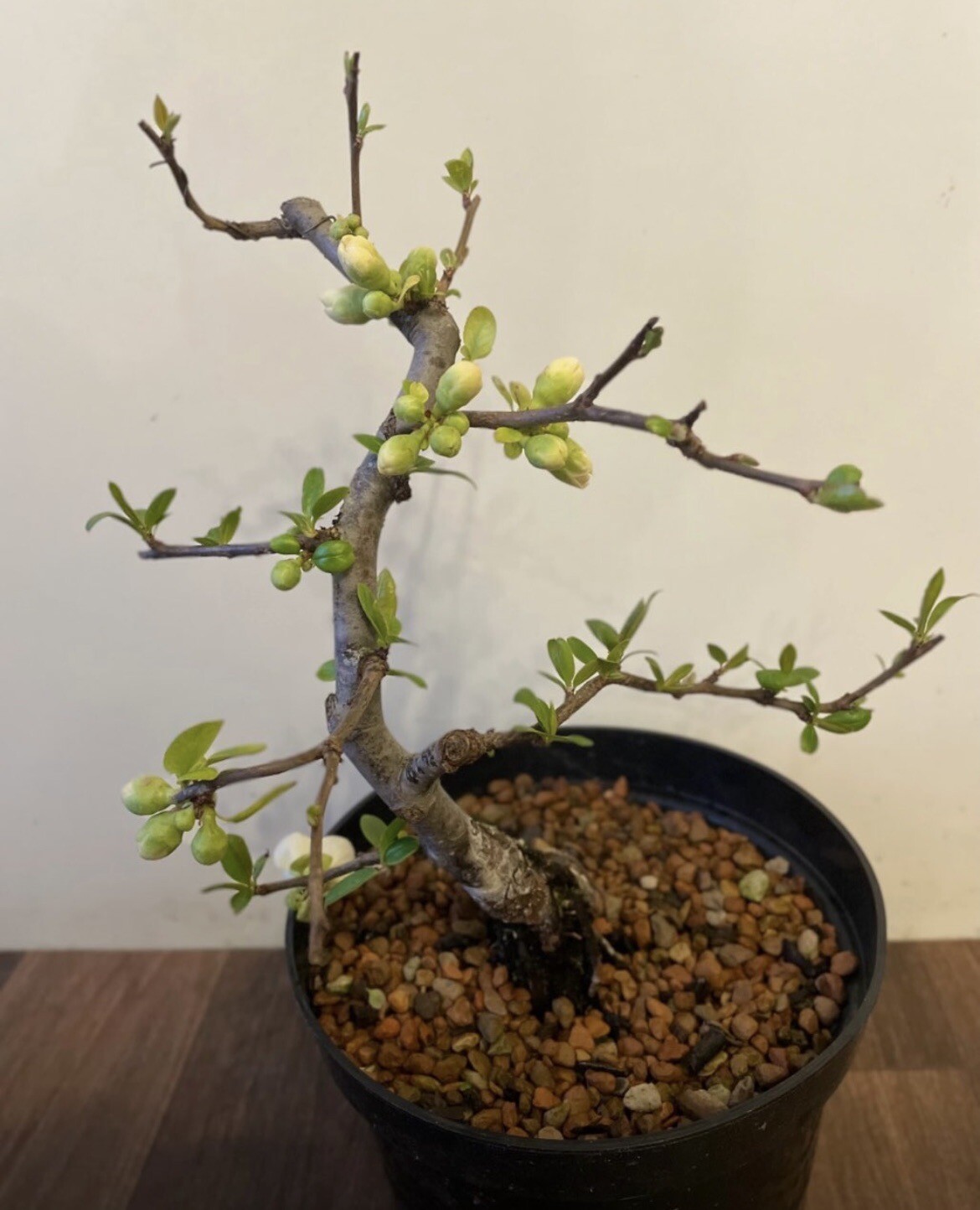 Chinese quince white flowering bonsai trees eBay