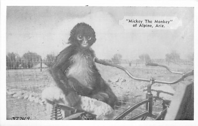 Postcard RPPC Arizona Alpine Mickey Spider Monkey Lionell Press 23-2869