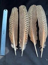 Peacock Secondary feathers for Kori Bustard substitute