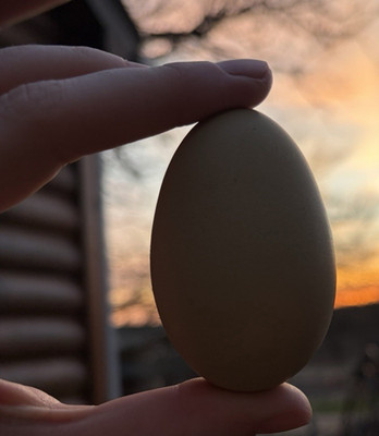 Olive egger hatching eggs 