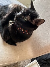 Collier/bracelet pour chat fait main