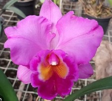 Lc. Lake Cachuma 'Foothill' Cattleya Orchid Plant Blooming Size 4  BIG